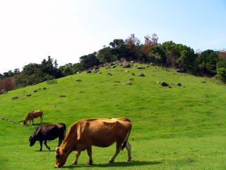 �����q��